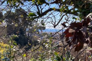 NICE Cimiez – Terreno edificabile
